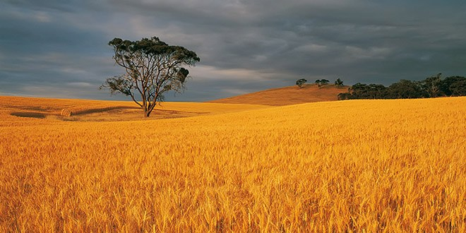 Düşen buğday rekoltesine Rusya dopingi