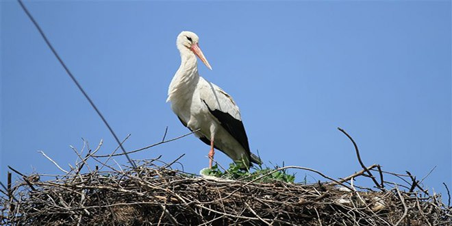 Göç Rotasını Bilmeyen Leylek İlkbaharı Bekleyecek