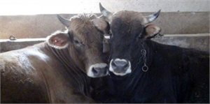 Kurbanlıklar Alıcı Bekliyor