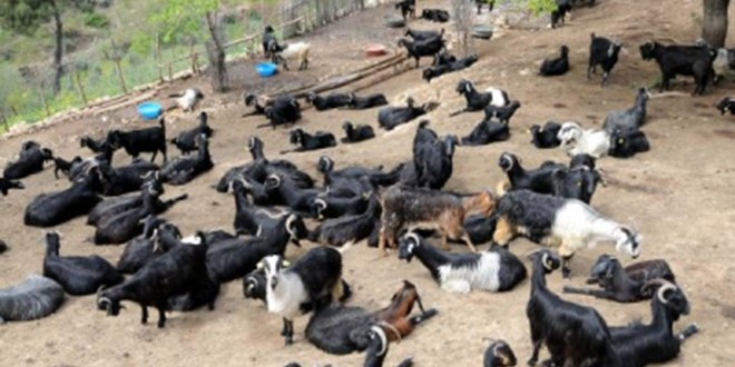 Manisa da 80 Keçi Hastalıktan Telef Oldu