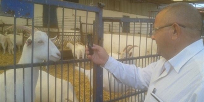 Koyun Keçi Yetiştiriciliği Gözde Meslek Haline Geldi