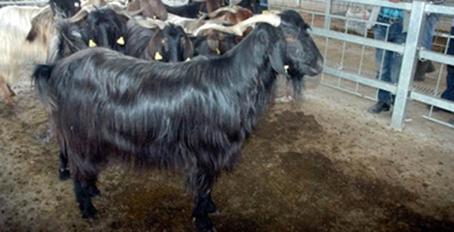 Ankara da 90 bin büyükbaş ve 64 bin küçükbaş hayvan Kurban edildi