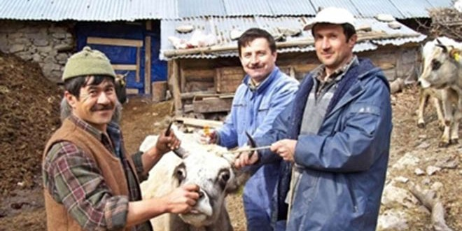 Burhaniye de Hayvanlara Brucella Aşısı
