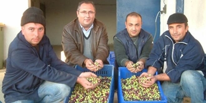 Burhaniye de Tariş Yeşil Zeytin Alımına Başladı