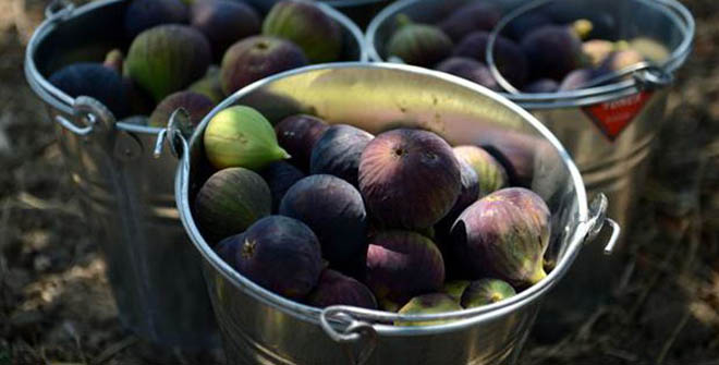 Bursa Siyah İnciri İhracatında Tüm Zamanların Rekoru Kırıldı