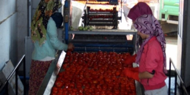 Kadın Salça Üreticilerinden Ülke Ekonomisine Katkı