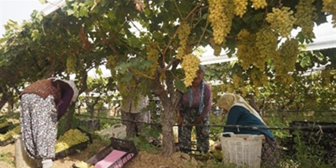 Sarıgöllü Üretici Üzümünü Yüksek Fiyat İçin Bekletiyor