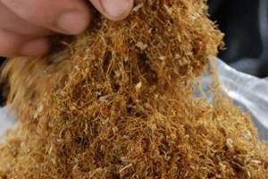 Tütün üreticisinin gözü Moskova da