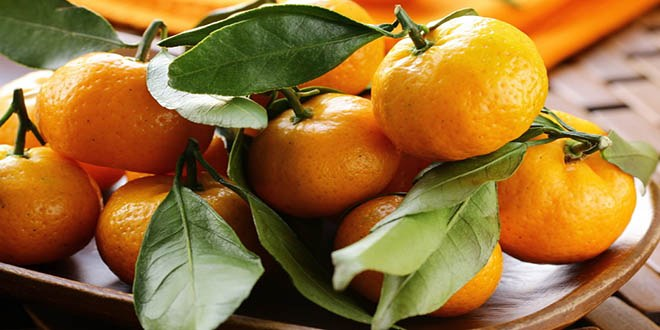 Satsuma Mandalinanın İhracat Yolculuğu 13 Ekim de Başlıyor