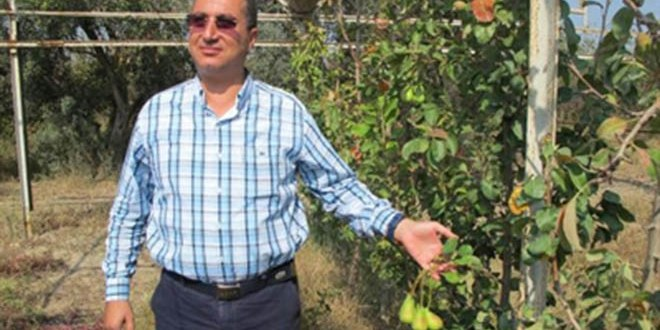 Turgutlu da Etruska Armut Ağaçları 2 Meyvesini Verdi