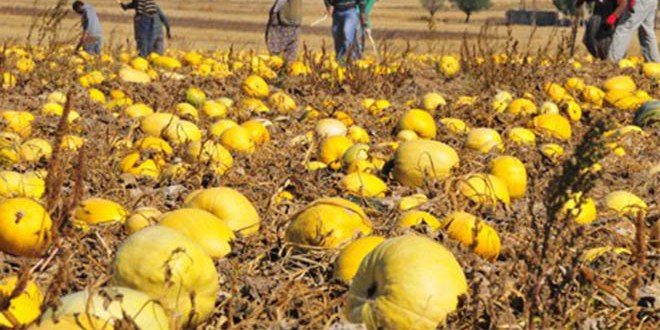 Ürgüp Çerezlik Kabak Çekirdeğiyle Adından Söz Ettirmek İstiyor