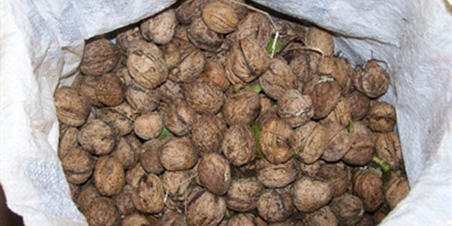 Cevizde Rekolte Düştü Fiyatlar Yükseldi