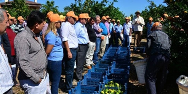 Erdemli de Hasat Şenliği