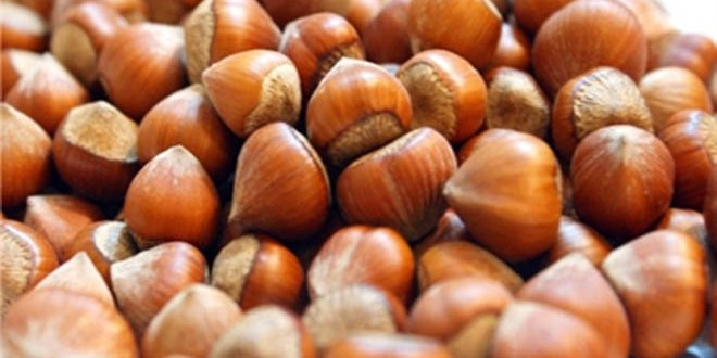 Fındık Bilim Bekliyor