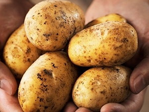 Kuraklık patates üreticisini etkilemedi