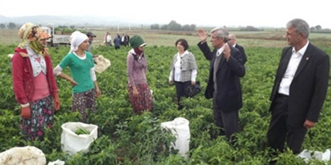 Mardinli Kızlar Çeyiz Düzmek İçin Bursa da Biber Topluyor