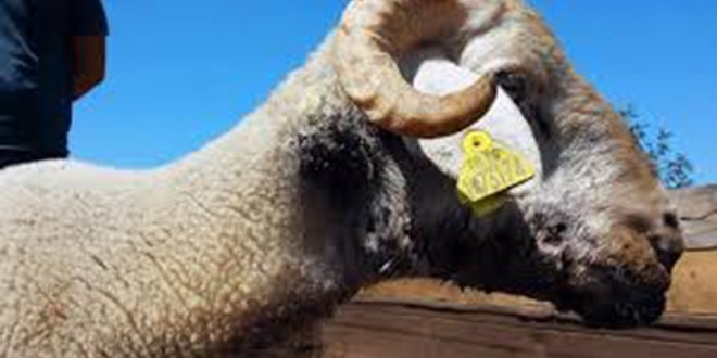 Çanakkale de Mavi Dil Hastalığı