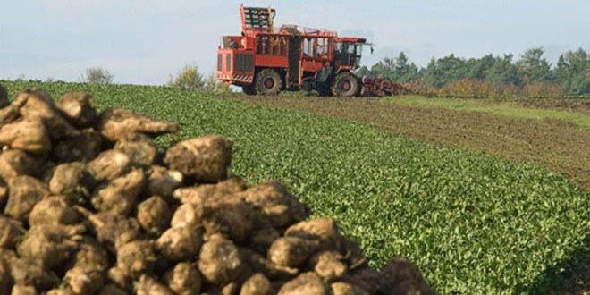 Pancar Alımında Uzun Kuyruklar Oluştu