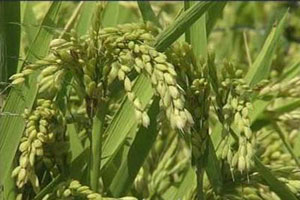 Yaz sıcaklığı çeltik üretimini vurdu