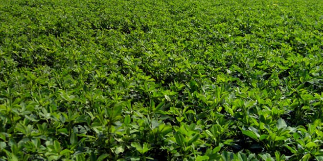 Iğdır da Deneme Yonca Ekimi