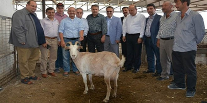 Yuntdağı Bölgesi Küçükbaş Hayvancılıkla Kalkınacak