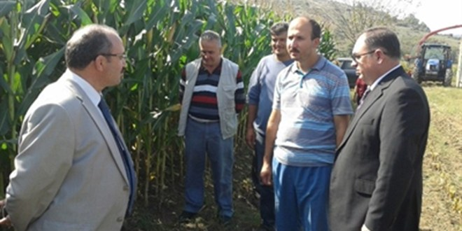 Çaycuma da Slajlık Mısır Hasadı Yapıldı