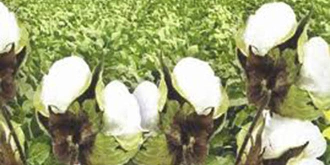 Çin Kotası Beyaz Altın ı Vurdu