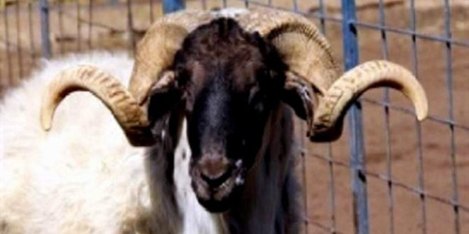 Çine Çaparı Koruma Altına Alınıyor