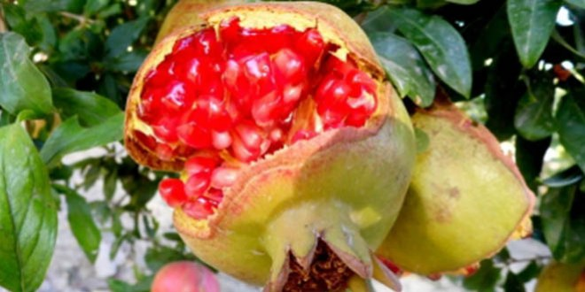 Dalında Çatlayan Narlar Ekşi Oluyor