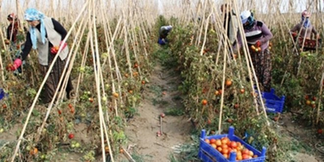 Gevaşlı Çiftçilerin Hedefi Yurt Dışına İhracat