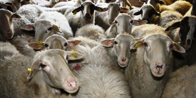 Hanönü nde Küçükbaş Hayvanlara Küpeleme Çalışmaları