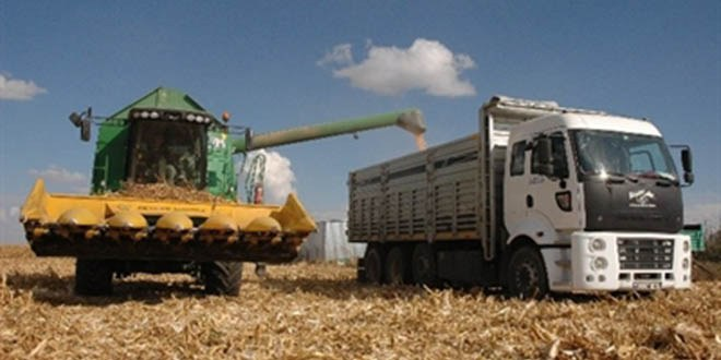 Karaman da Mısır Hasadı Başladı