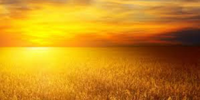 Kırıkkale de 8 Yeni Buğday Denemesi Başlatıldı