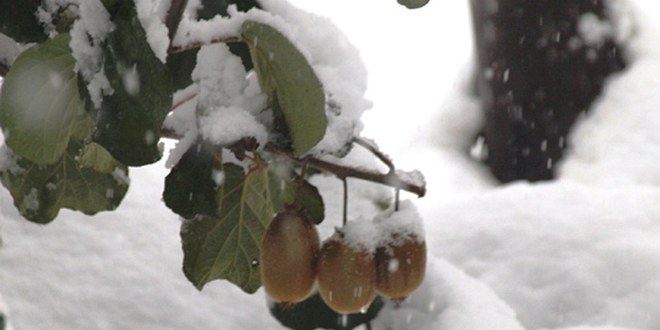 Zirai Donun Kivi Ürününe Etkisi
