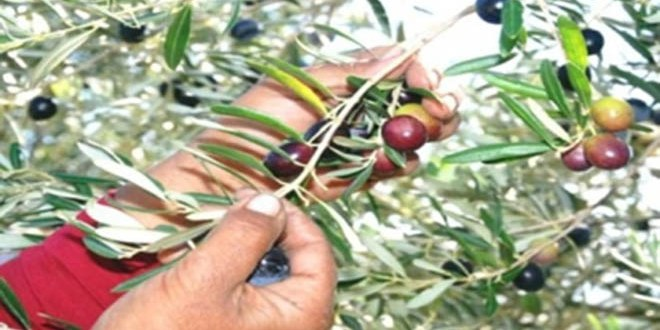 Manisa da Sofralık Zeytin Hasadı Başladı