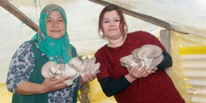 Zonguldak ta Mantar Yetiştiren Kadın Girişimci Destek Bekliyor