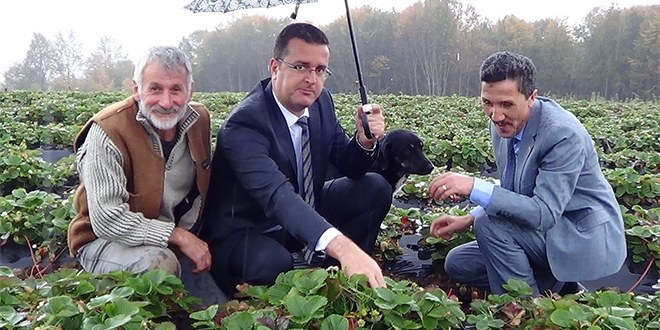 Sonbahar Mevsiminde Bin 50 Rakımlı Yaylada Organik Çilek Yetiştirdi