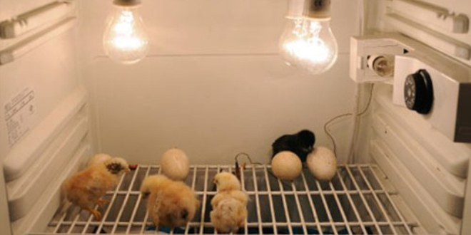 Buzdolabında Civciv Üretiyor