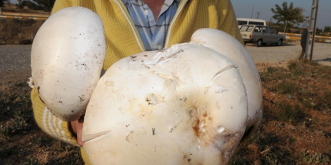 Denizli de 3 8 Kilogram Ağırlığında Mantar Bulundu