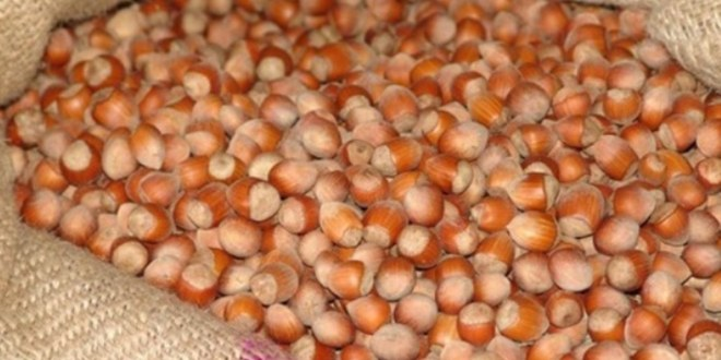 Düzce de Hırsızların Yeni Gözdesi Fındık