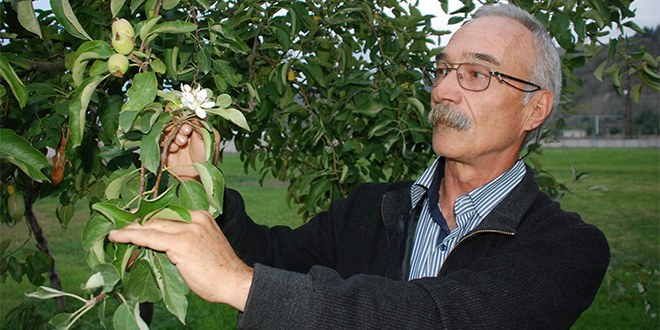 Elma Ağacı Mevsimi Şaşırdı