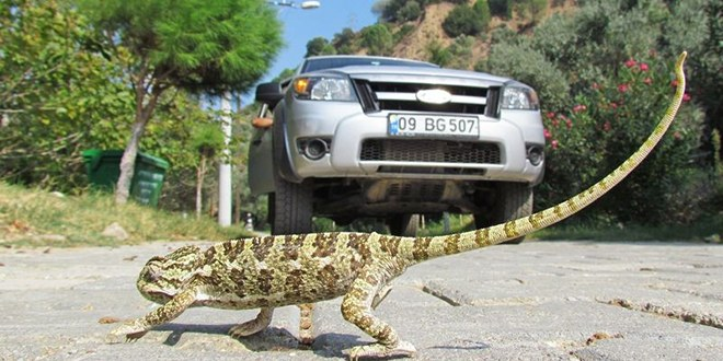 Yaban Hayatı İçin Geçiş Koridorları İsteniyor