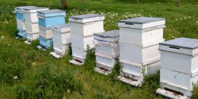 Ayı Kovanları Dağıttı Kovan Sahibi Şikayetçi Oldu