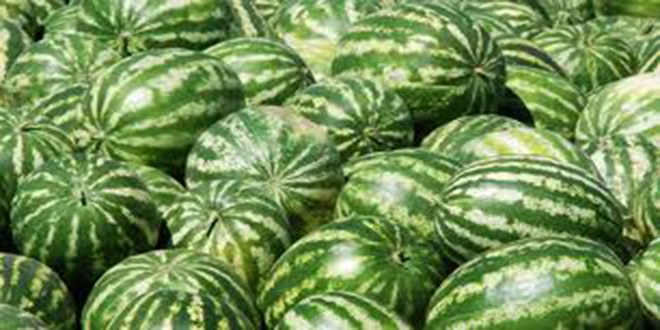Karpuzdaki Hastalık ABD den yayıldı