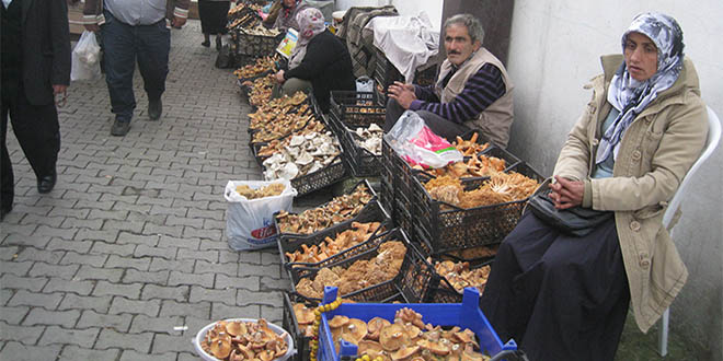 Kastamonu da Mantar Bolluğu Yaşanıyor