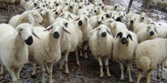 Konya da Küçükbaş Hayvancılık Kongresi