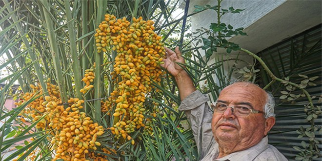 Sarıgöl de Bahçesinde Hurma Yetiştirdi