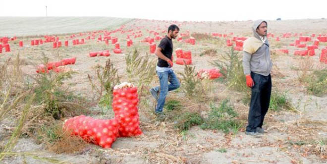 Soğan Çiftçinin Yüzünü Güldürdü