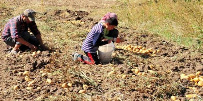 Yozgat ta Sözleşmeli Patates Üretimi