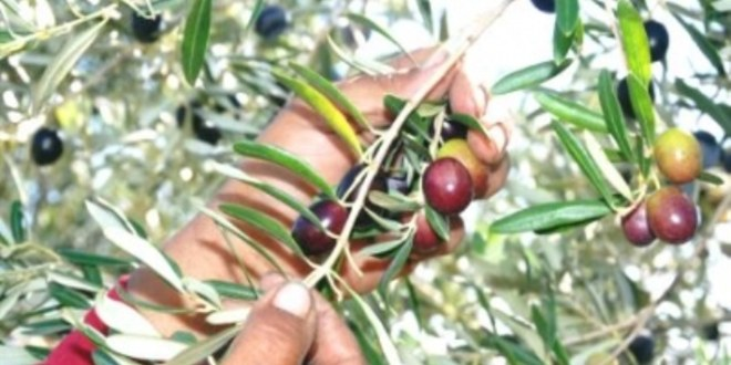 Aydın da Zeytin Hasadı Başladı